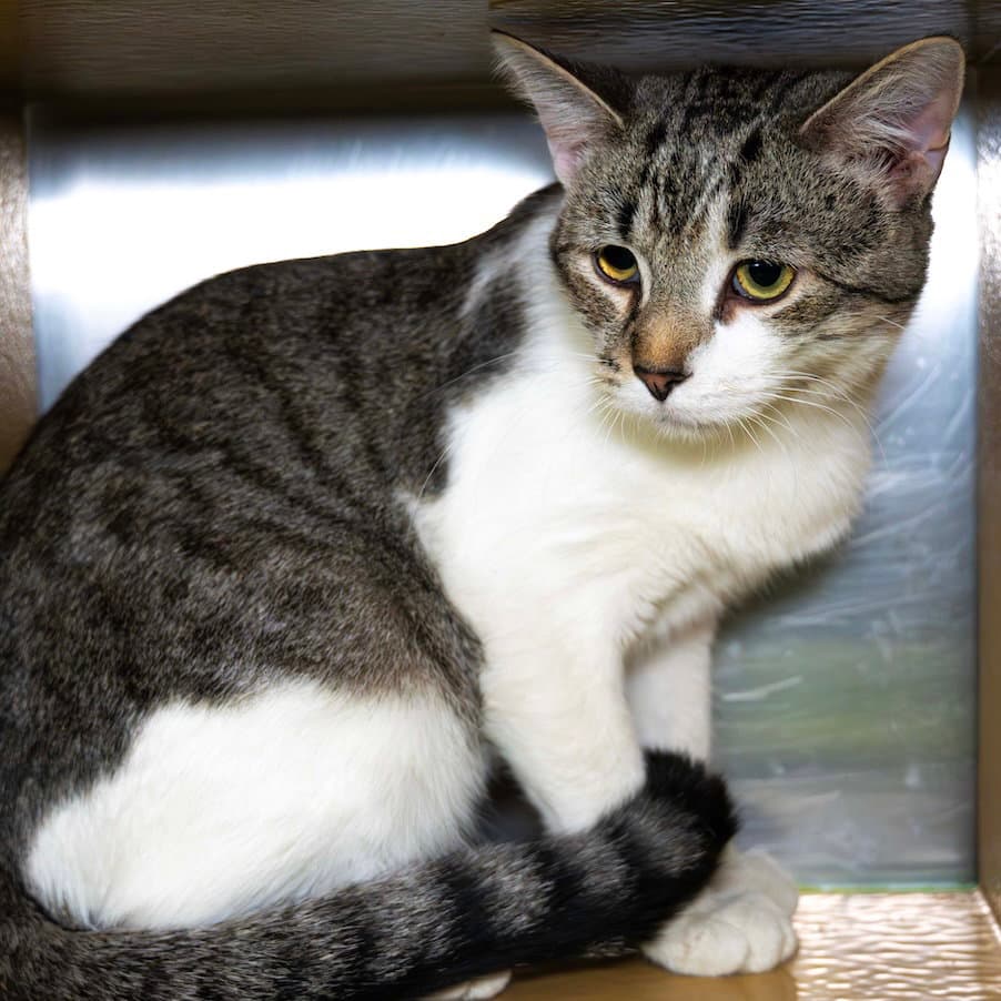 Jiggles - Domestic Short Hair