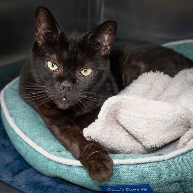Bibi - Domestic Medium Hair