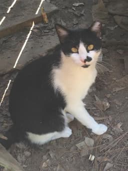 Expert Mouser image 2
