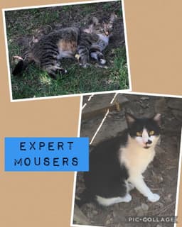 Expert Mouser image 1