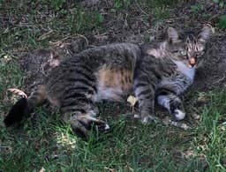 Expert Mouser image 3