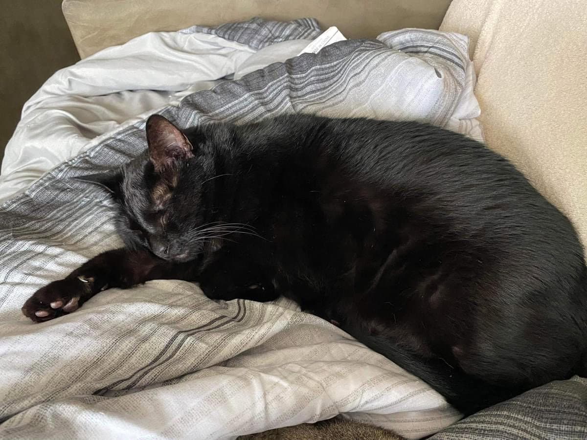 Rasta - Domestic Short Hair