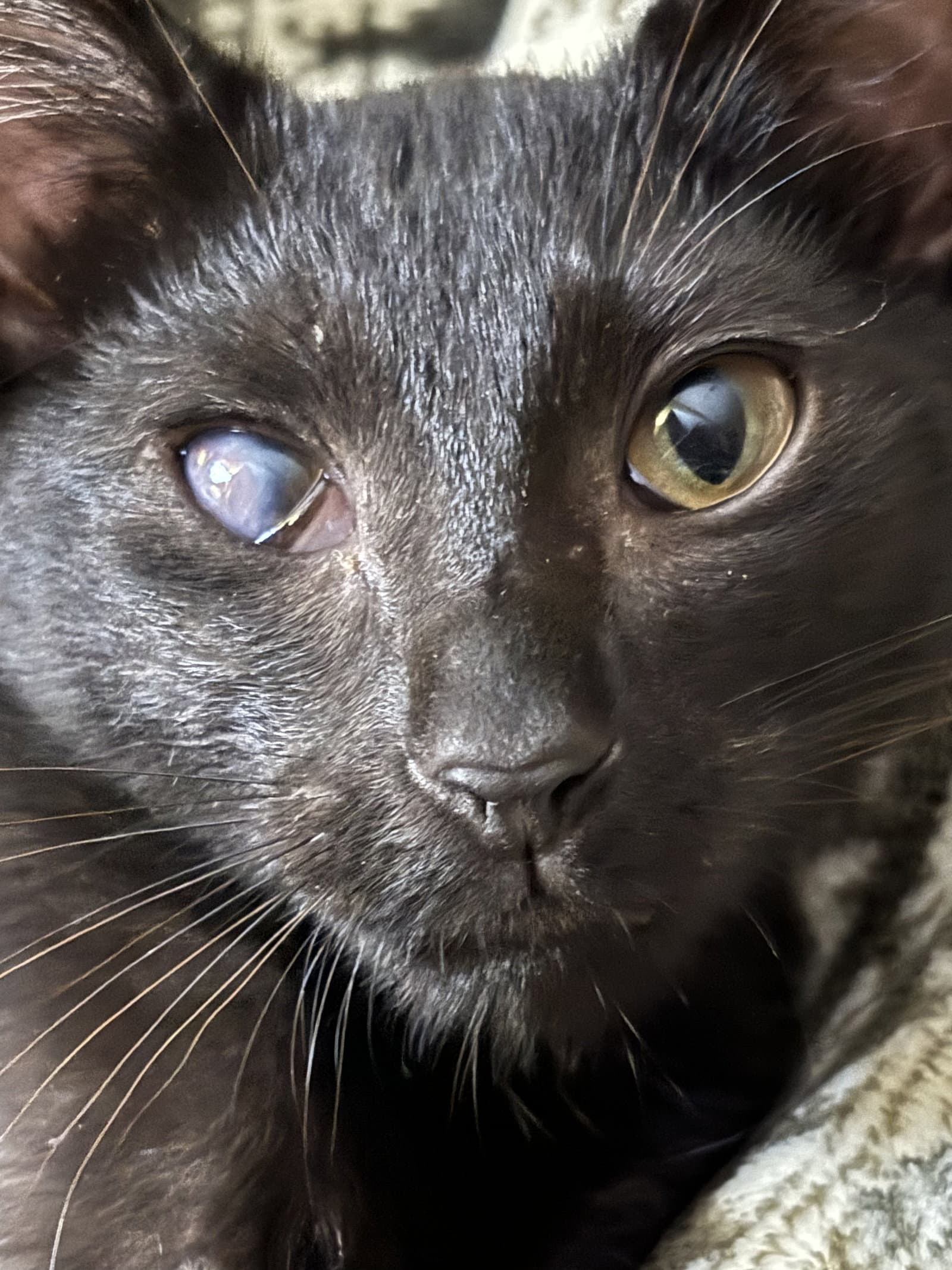 Noof - Domestic Short Hair