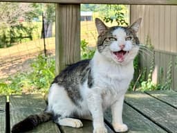 Otis Fiv image 1