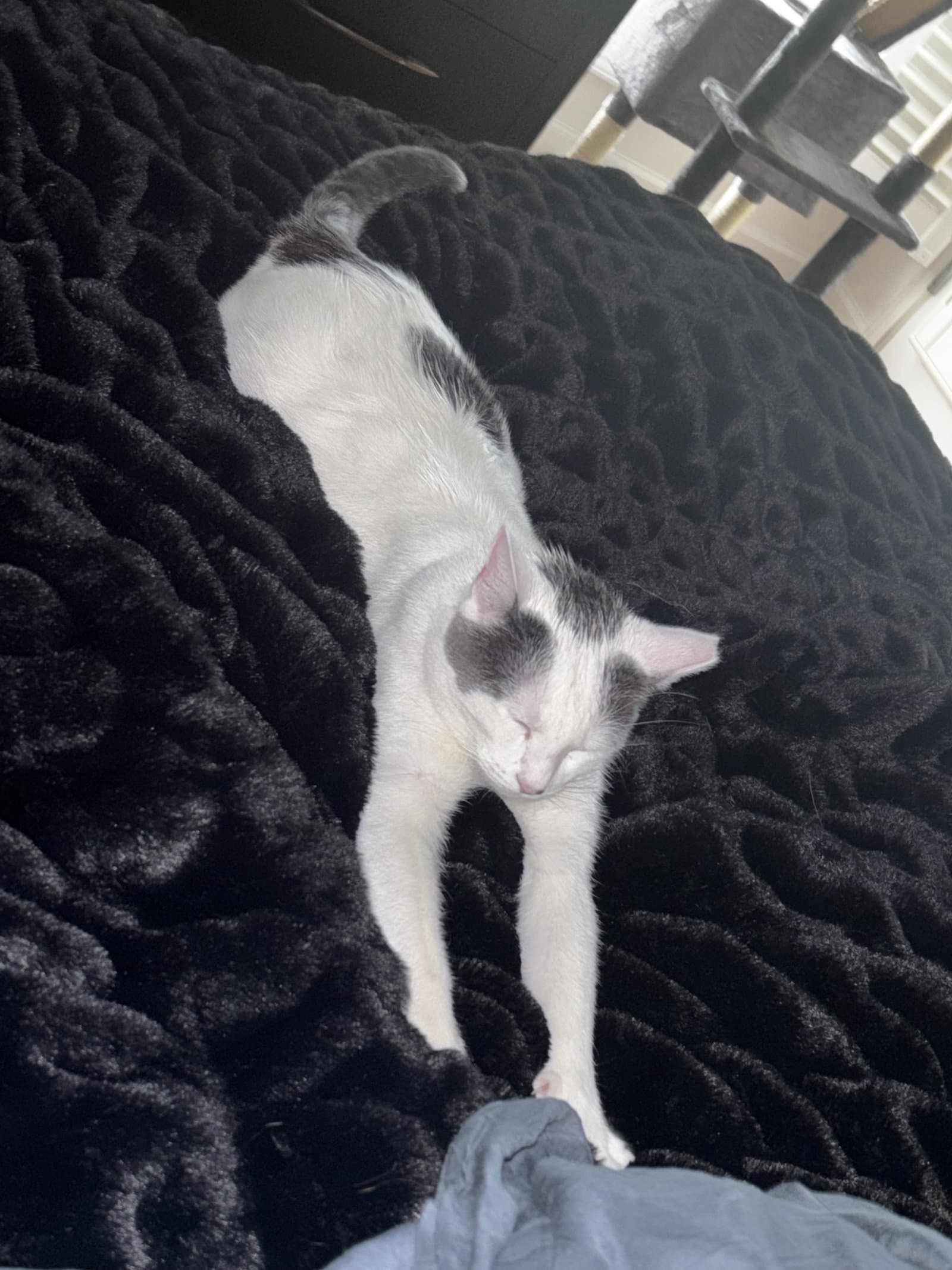 Fitzhugh - Domestic Short Hair