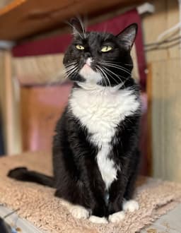 Tux image 1