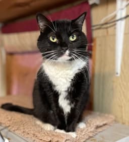 Tux image 2