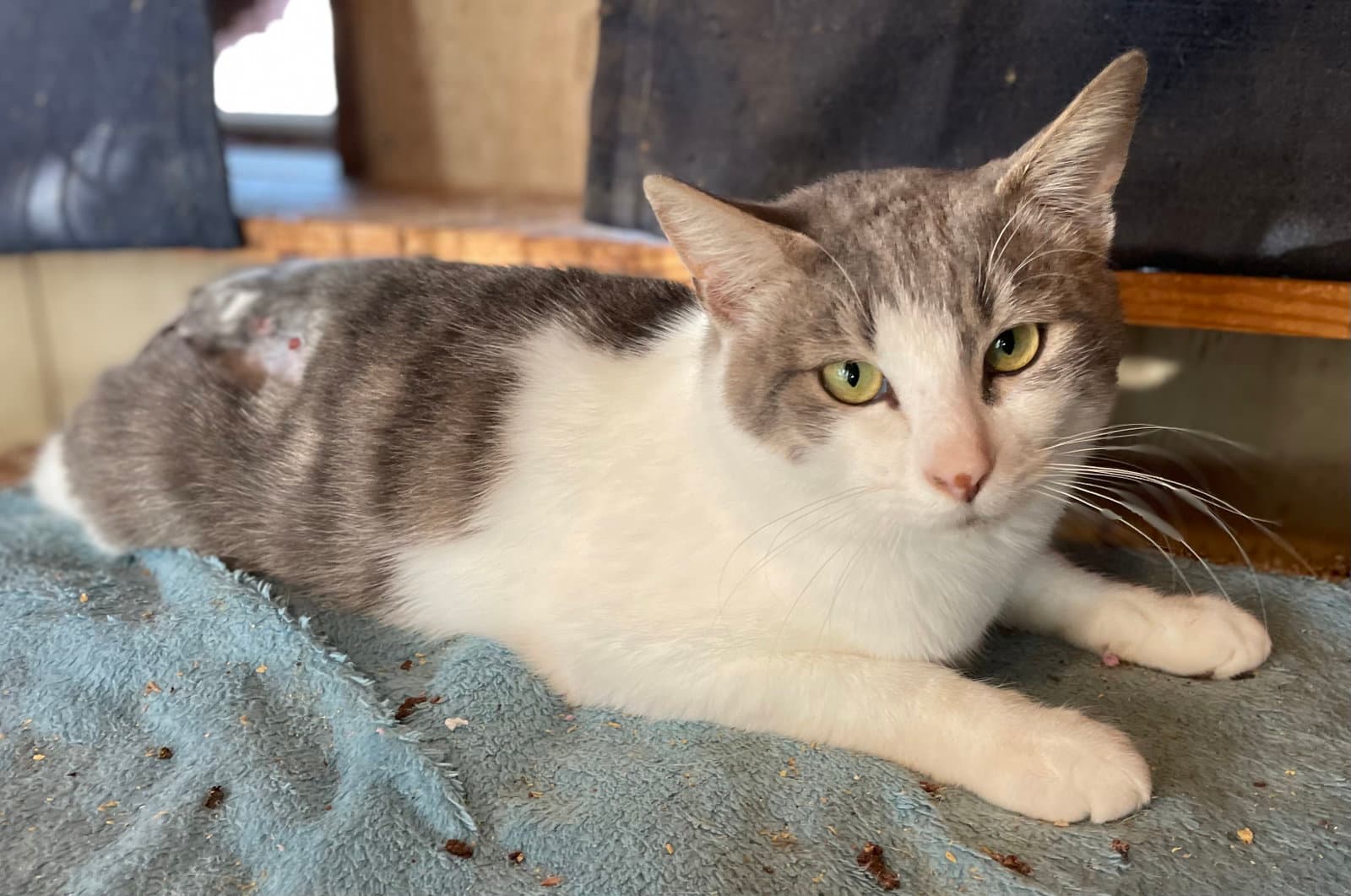 Vossie - Domestic Short Hair