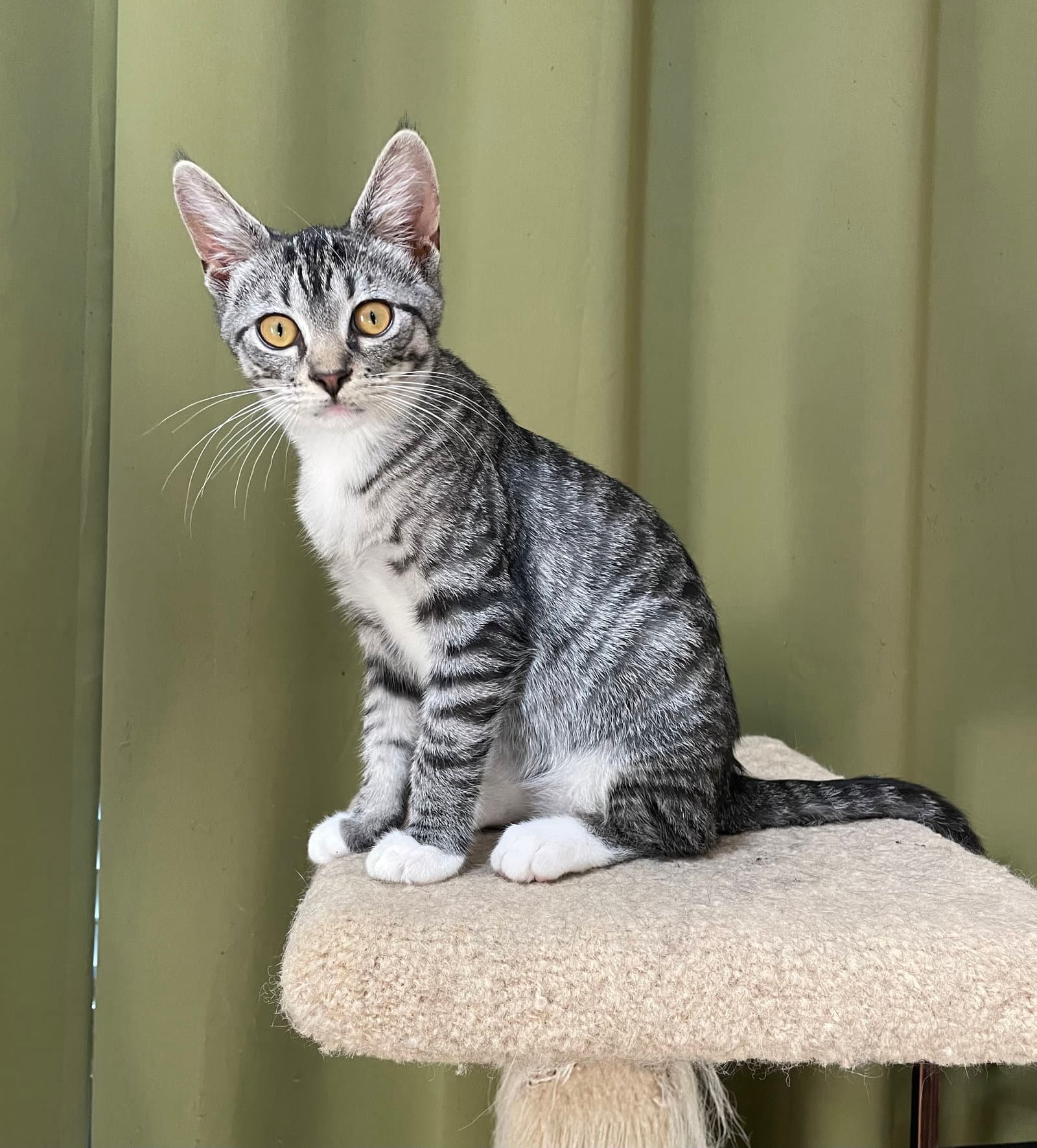 Eliza - Tabby
