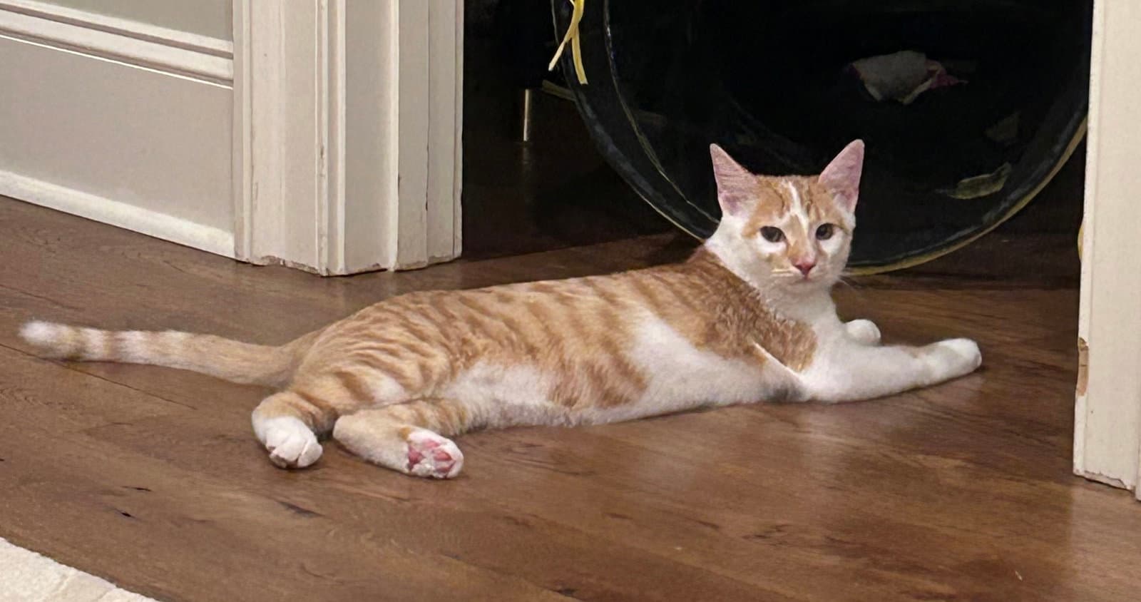 Tommy - Tabby