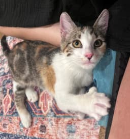 Polly image 1