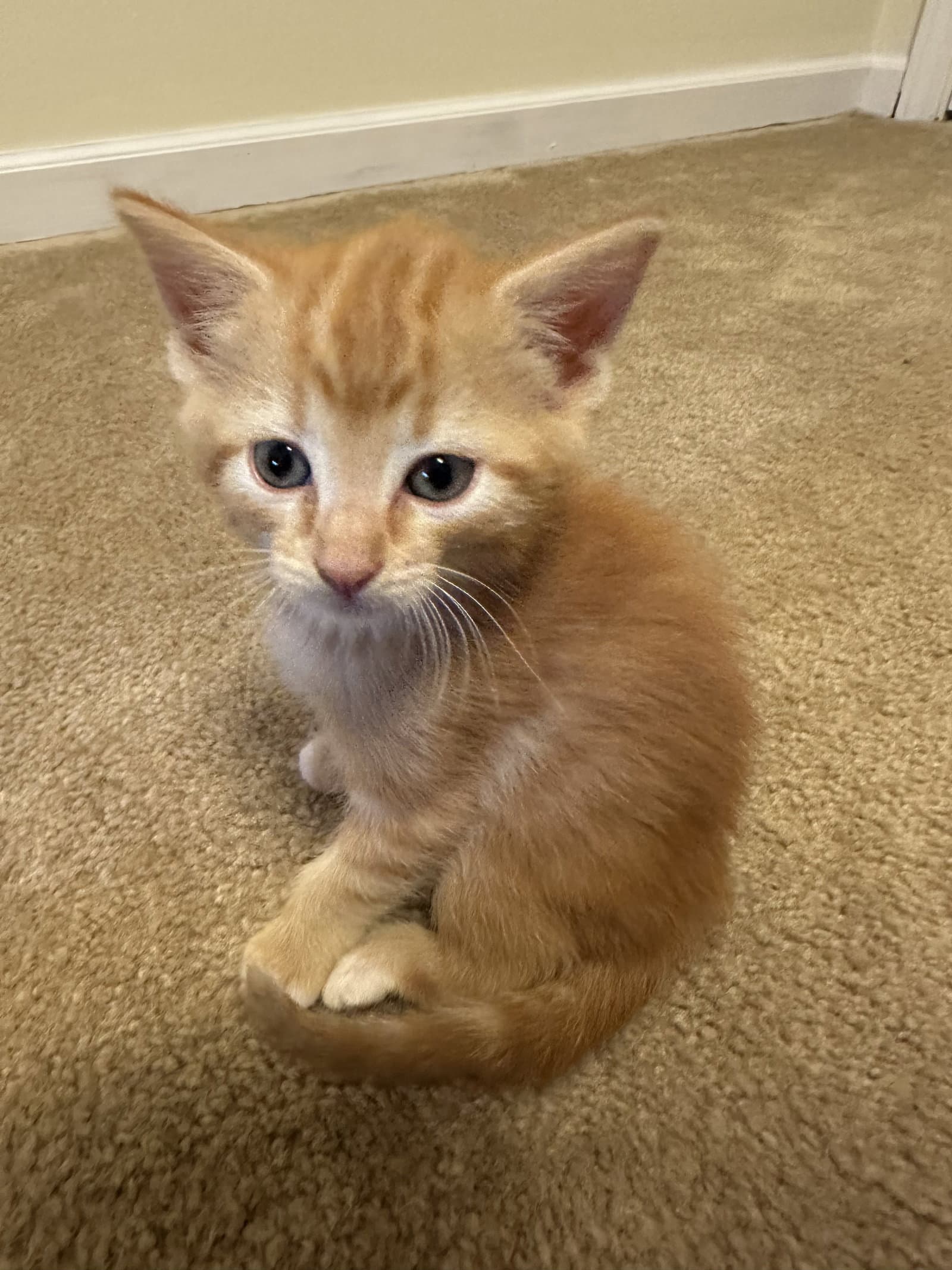 Tango - Tabby