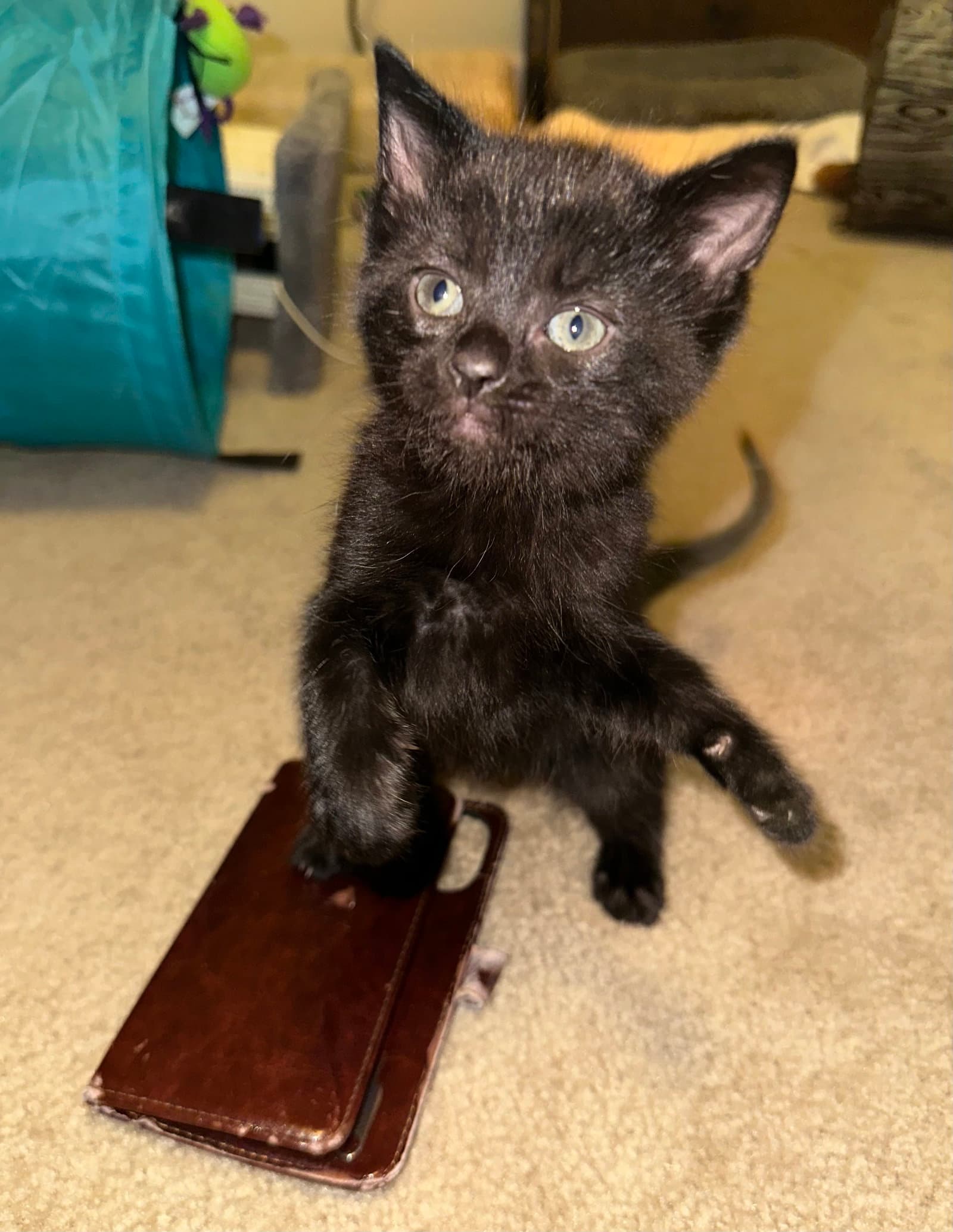 Jazmin - Domestic Short Hair
