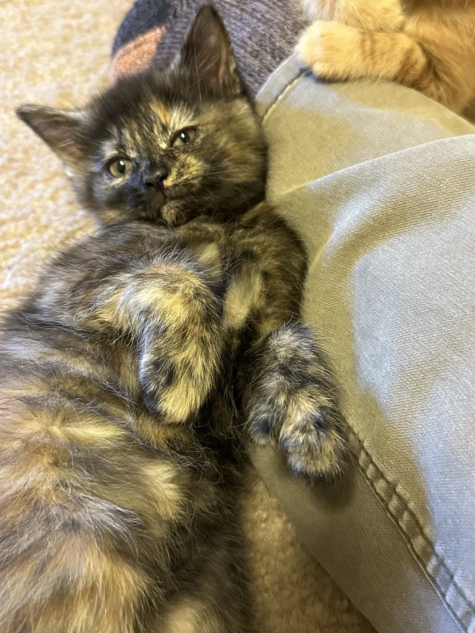 Thumbelina - Extra-Toes Cat (Hemingway Polydactyl)