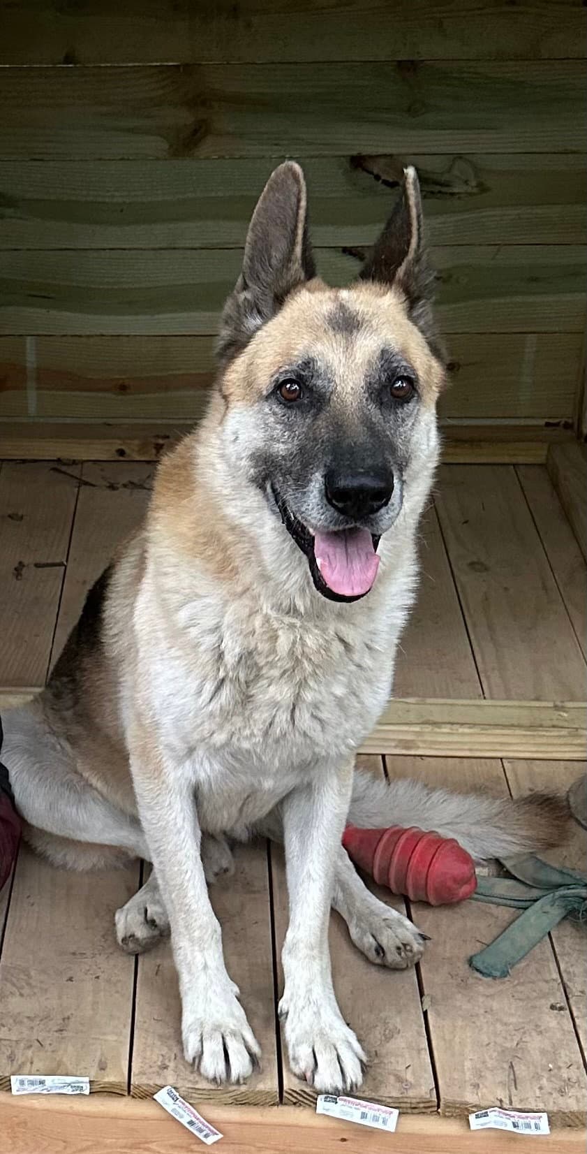 Oscar - German Shepherd Dog