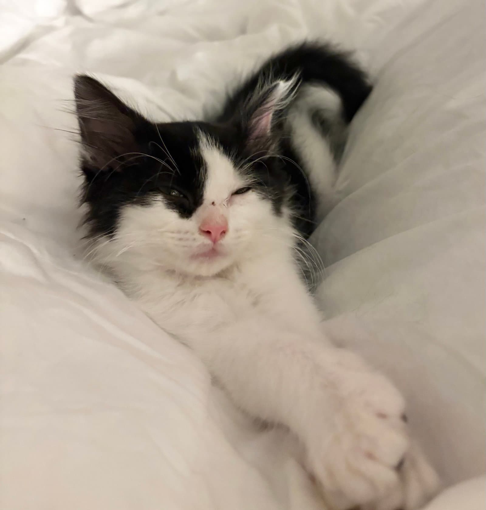 Beau - Domestic Medium Hair