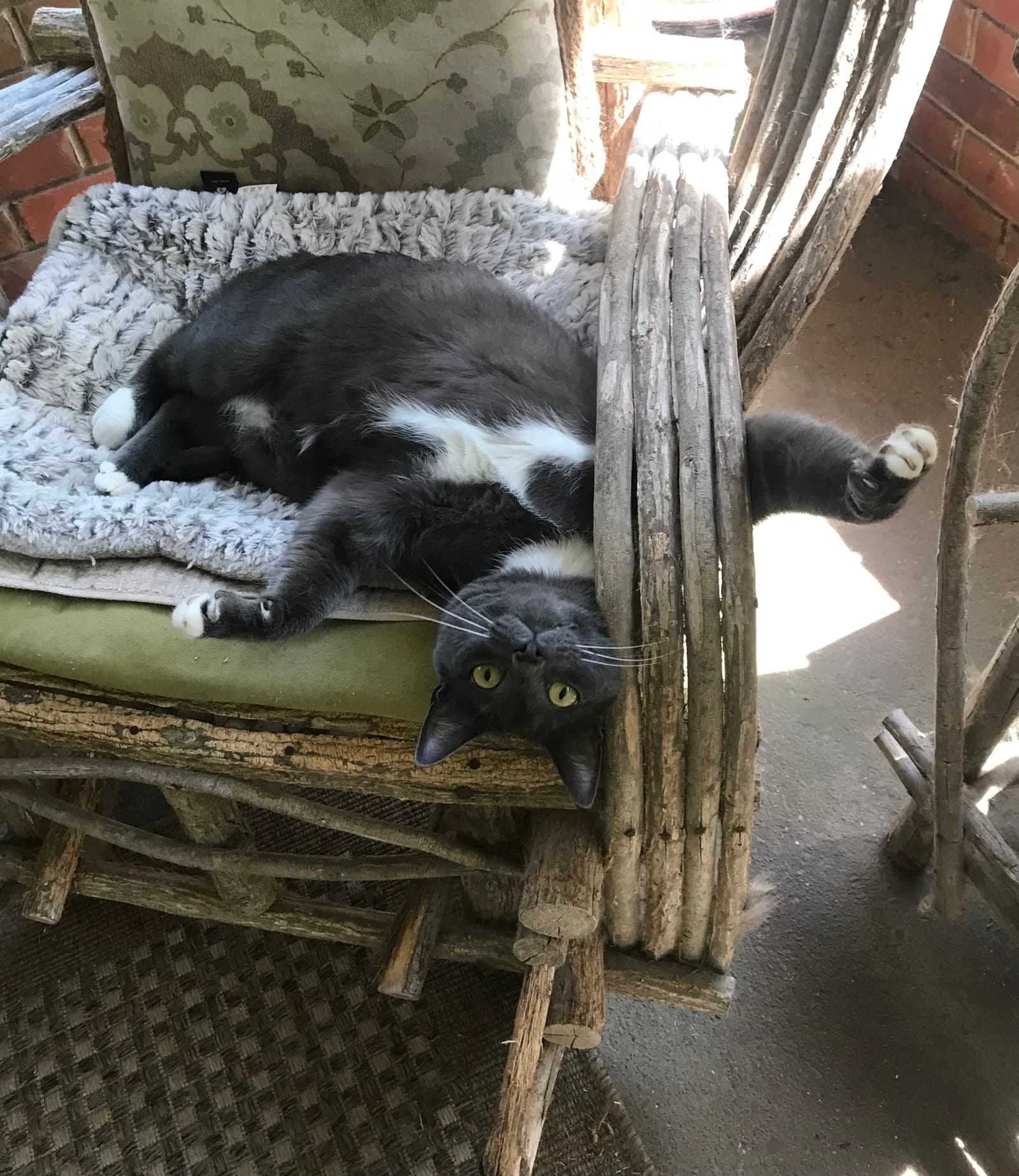Buddy - Russian Blue