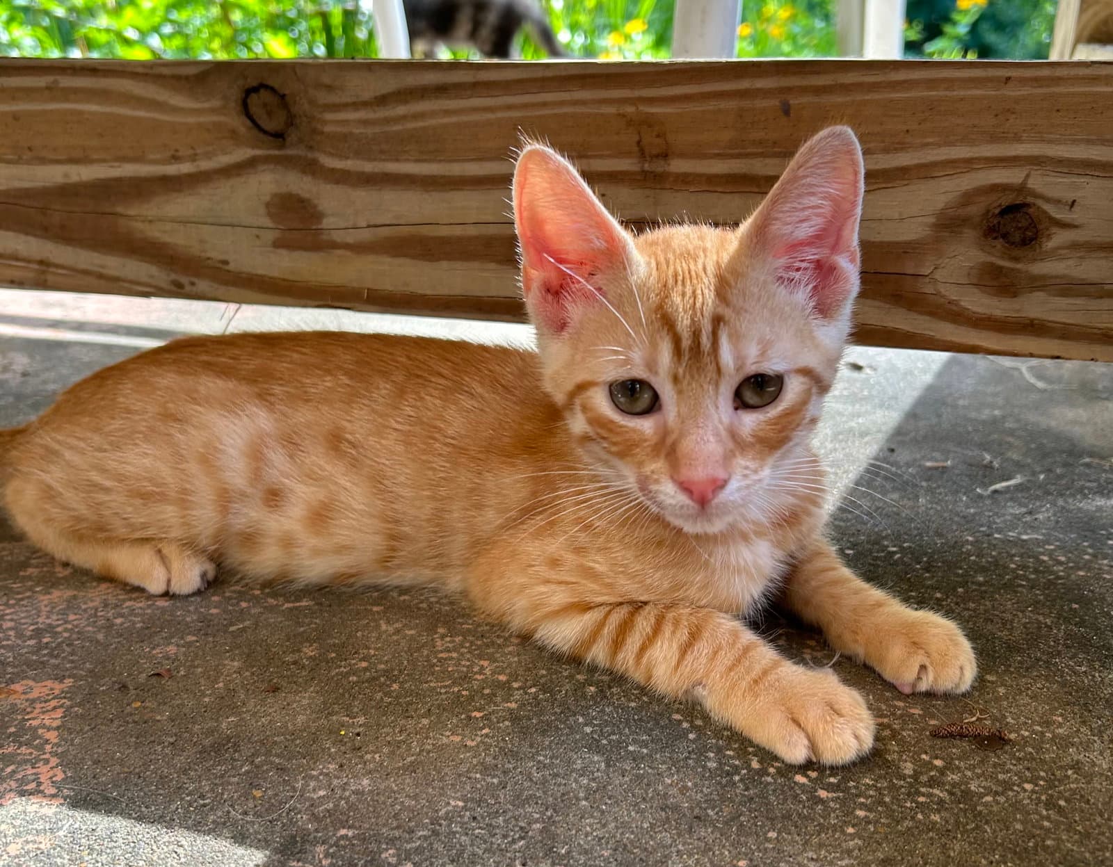 Whit - Tabby