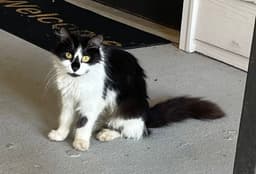 Lindsay image 1