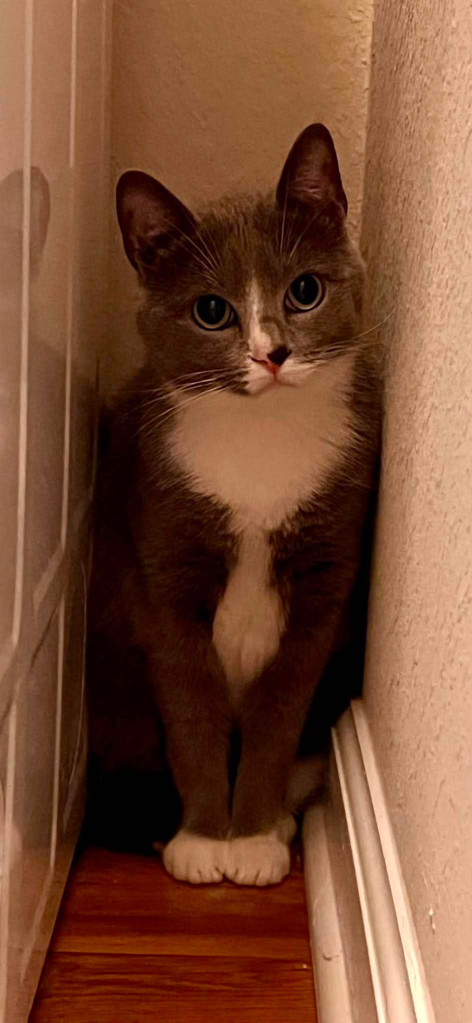Mulan - Russian Blue