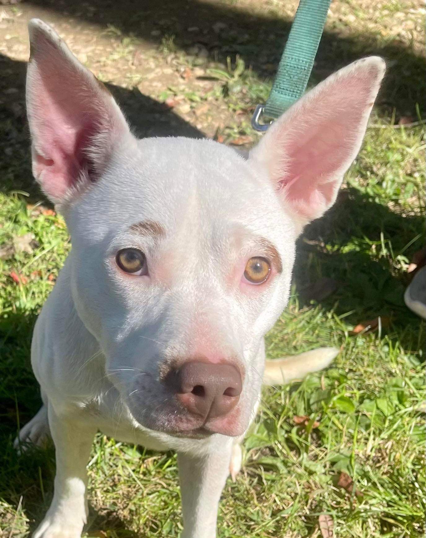 Asia - American Pit Bull Terrier