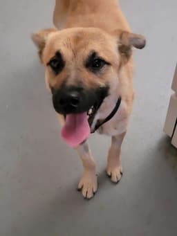 Bruno image 2