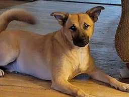 Bruno image 3
