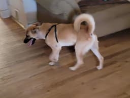 Bruno image 4
