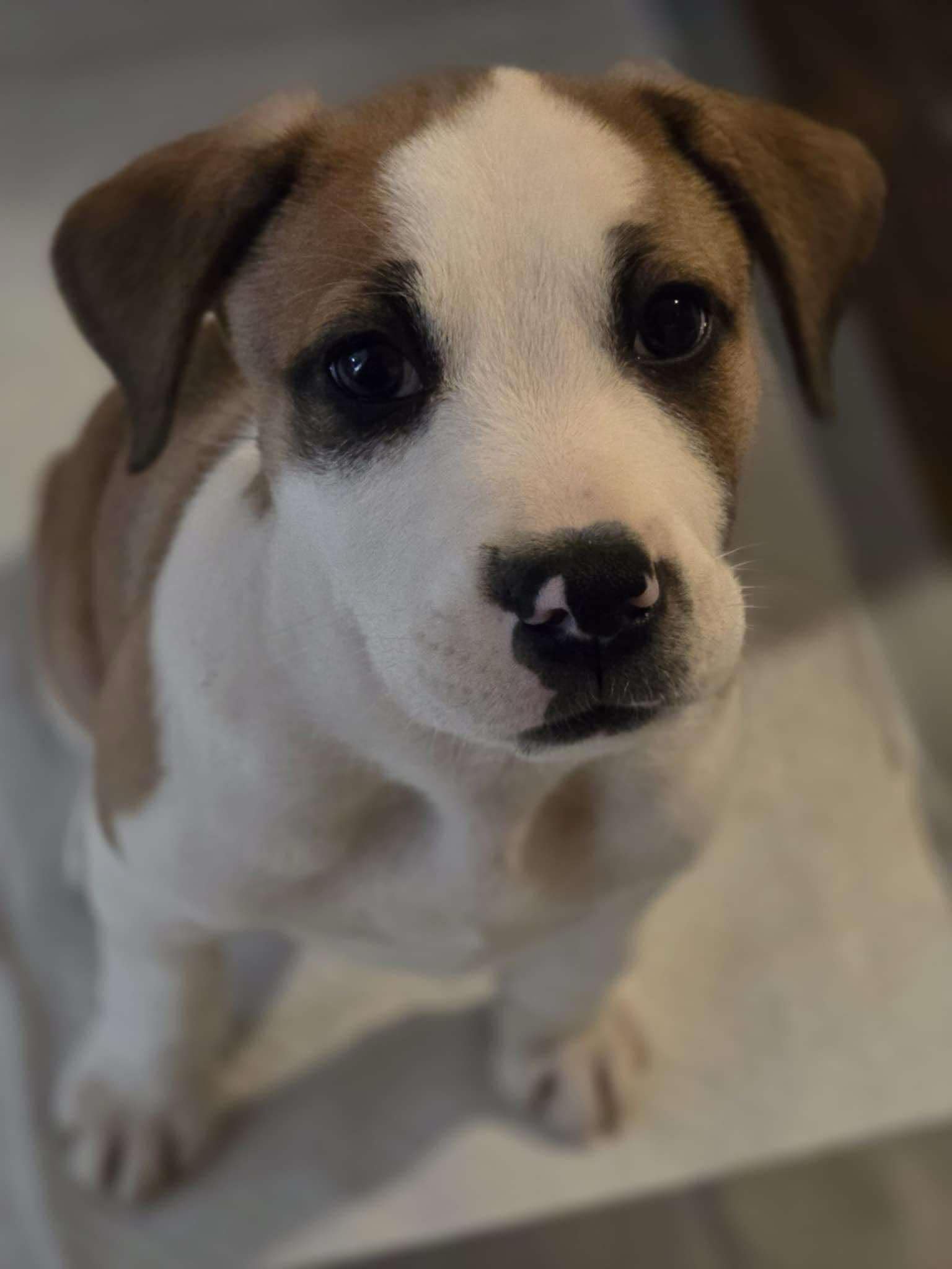 Charlie Brown - Unknown