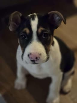 Sally image 1