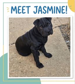 Jasmine image 1