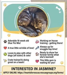 Jasmine image 2
