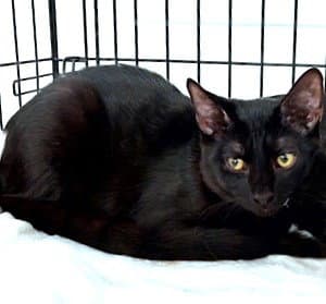 Moku - Domestic Short Hair