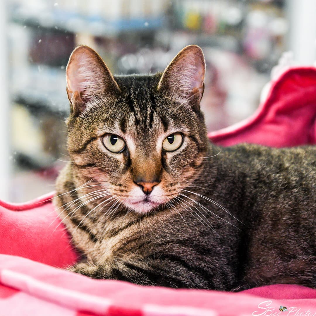 Rossie - Domestic Short Hair