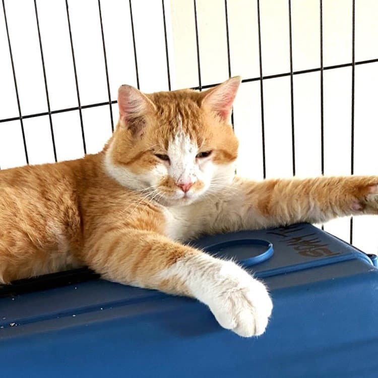 Tonka Sanders - Domestic Short Hair
