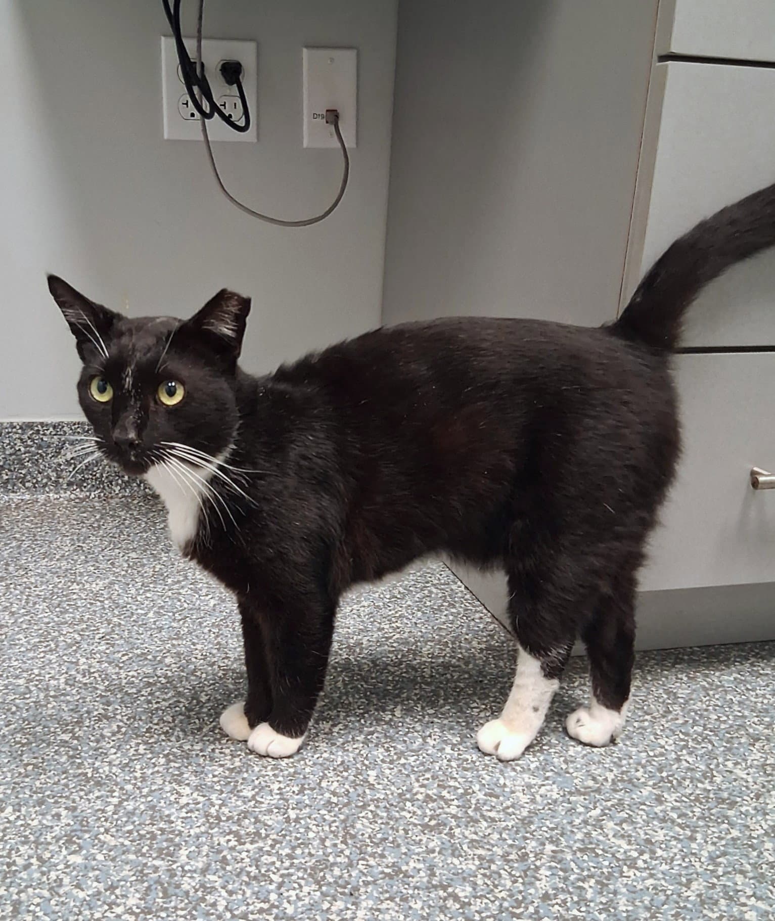 Destin - Domestic Short Hair
