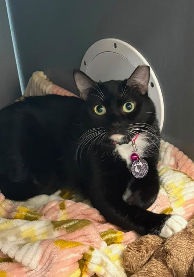 Zoey Sanders - Domestic Short Hair
