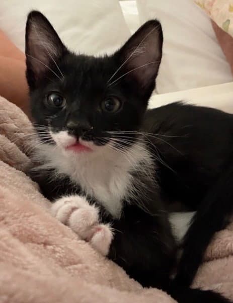 Orchid - Domestic Short Hair
