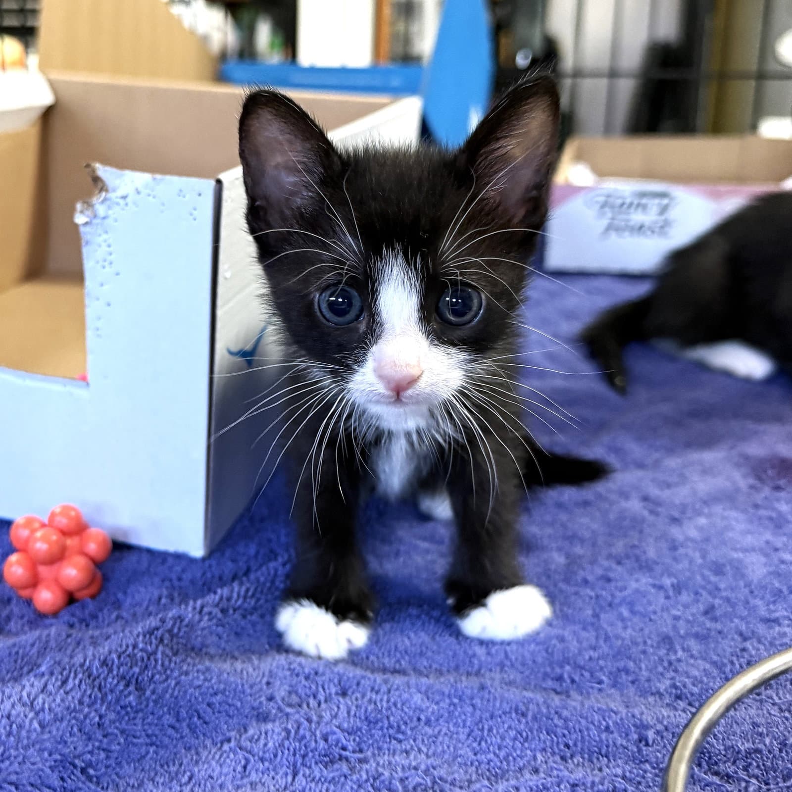 Lily Lefty - Domestic Short Hair