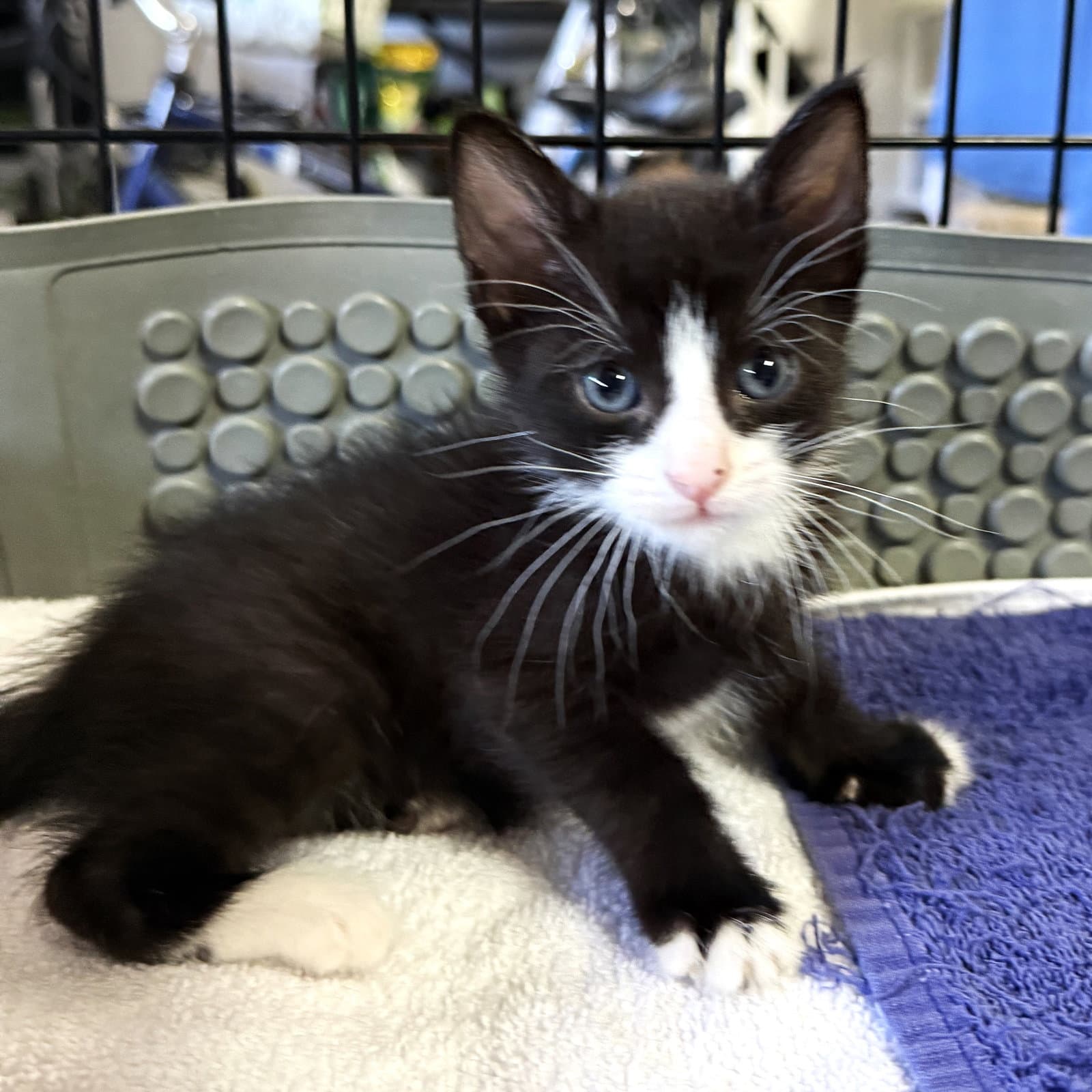 Steven - Domestic Short Hair