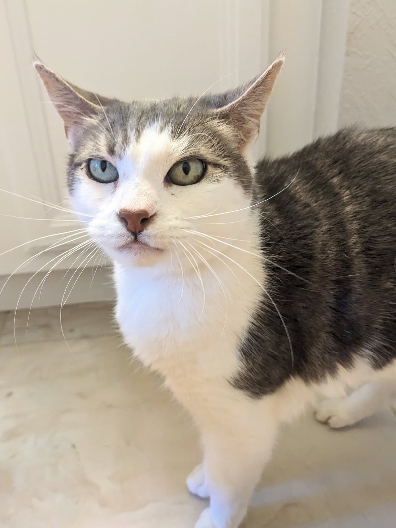 Tipsy - Domestic Short Hair