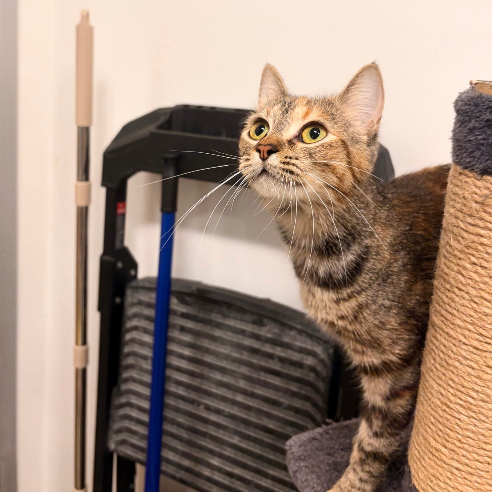 Alicent - Domestic Short Hair