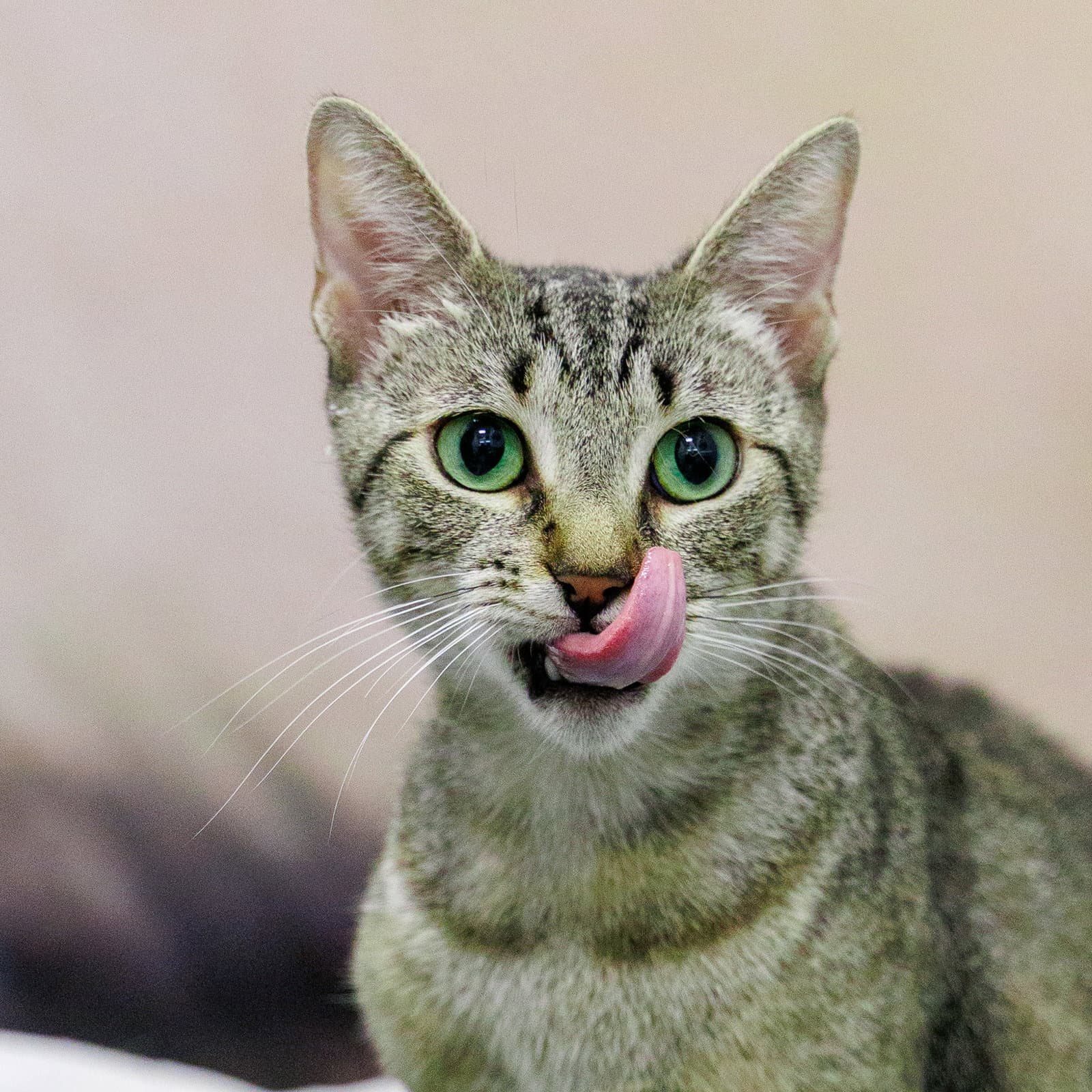Maye - Domestic Short Hair