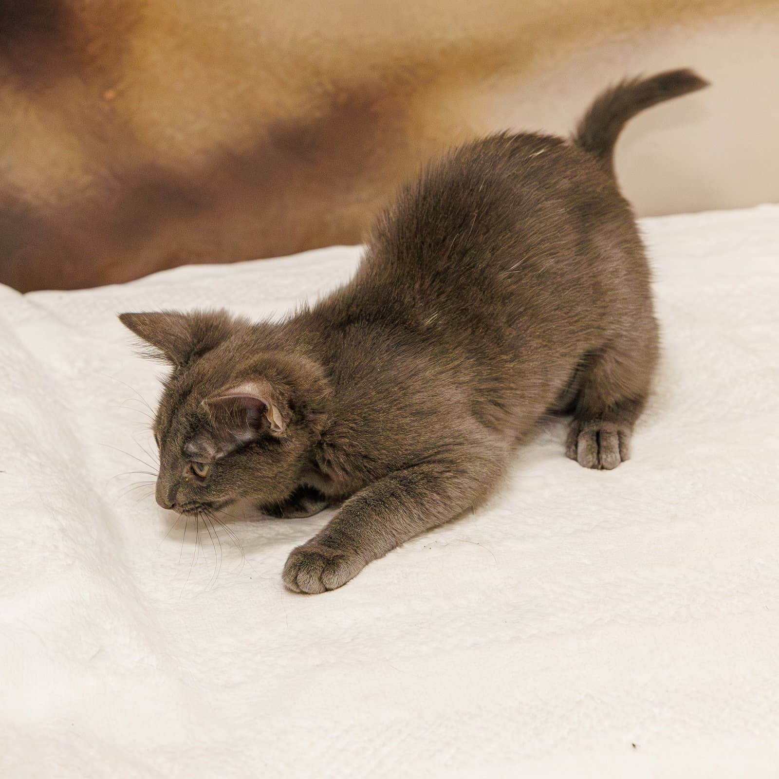 Ritzy - Domestic Short Hair