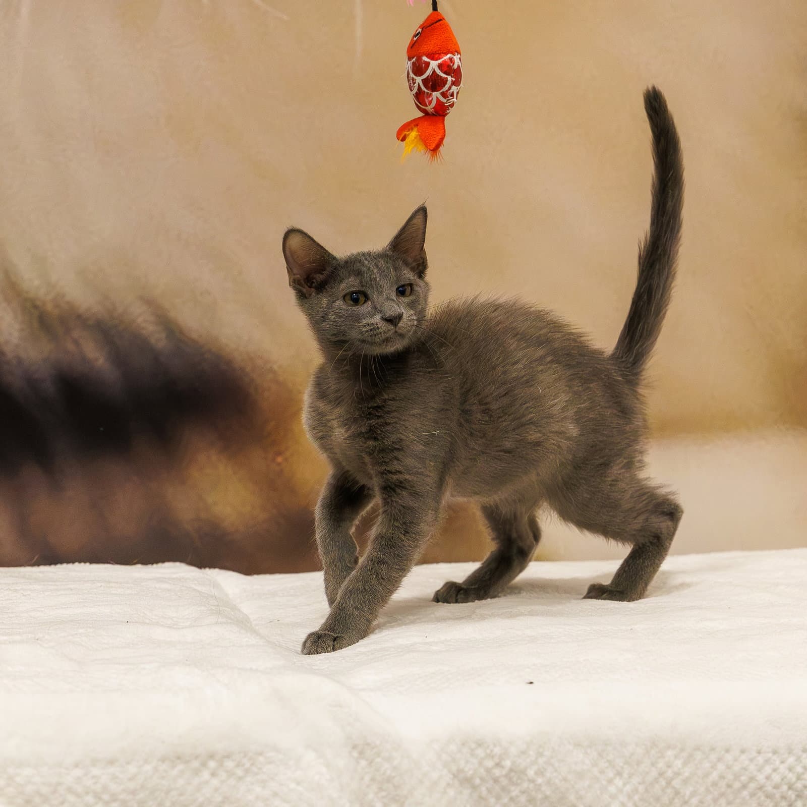 Carlton - Domestic Short Hair