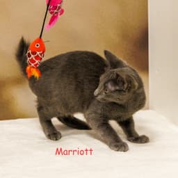 Marriott image 1