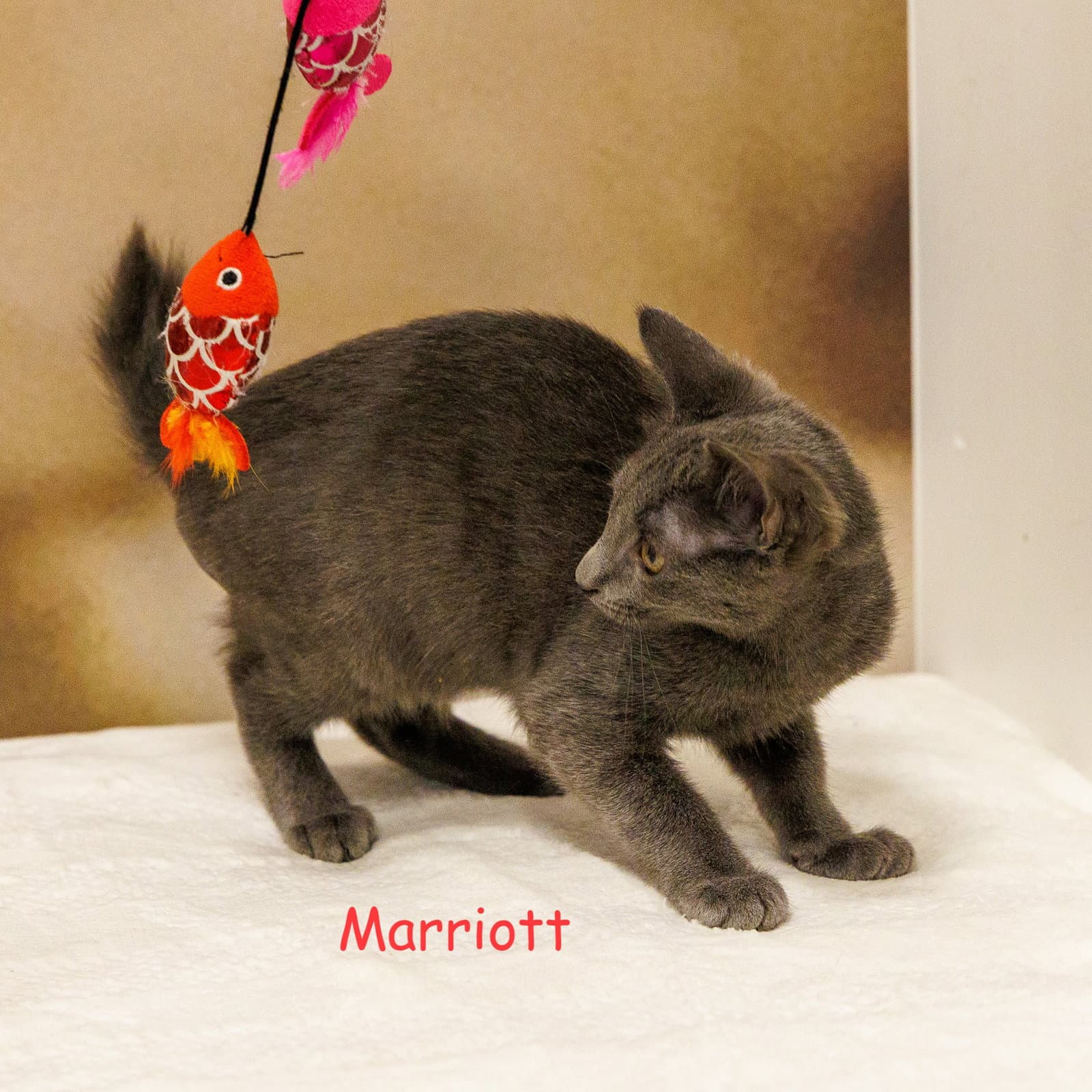 Marriott - Domestic Short Hair