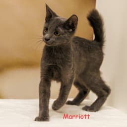 Marriott image 2