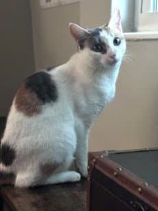 Kitkat - Domestic Short Hair