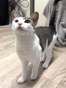 Kiko - Domestic Short Hair